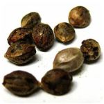 Семена марихуаны АК-47  (Seeds AK-47) в Лыткарино